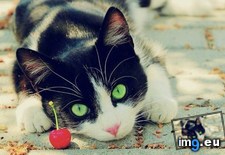Tags: eyes, green (Pict. in My r/AWW favs)