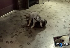 Tags: cub, grizzly, playing, wolf (GIF in My r/AWW favs)