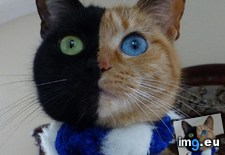 Tags: image (Pict. in My r/AWW favs)