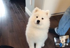 Tags: bear, cute, dog (Pict. in My r/AWW favs)