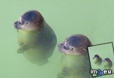 Tags: hanging (Pict. in My r/AWW favs)
