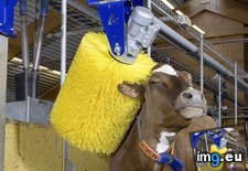 Tags: 1840x3264, cow, happiest (Pict. in My r/AWW favs)
