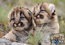 Tags: any, baby, lions, mountain (Pict. in My r/AWW favs)