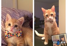 Tags: bow, finally, grew, tie (Pict. in My r/AWW favs)