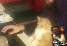 Tags: computer, lap, likes, sit (Pict. in My r/AWW favs)