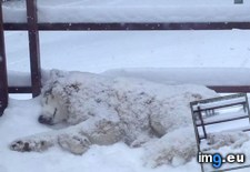 Tags: loves, snow, won (Pict. in My r/AWW favs)