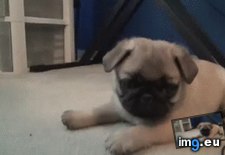 Tags: coming, for, you (GIF in My r/AWW favs)