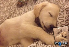 Tags: day, had, long (Pict. in My r/AWW favs)