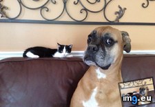 Tags: image (Pict. in My r/AWW favs)