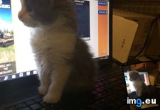 Tags: house, keyboard, lived, minutes, officially (Pict. in My r/AWW favs)