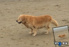 Tags: bad, beach, day, hips, loves, old, tory, windy (Pict. in My r/AWW favs)