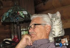 Tags: are, cat, not (Pict. in My r/AWW favs)