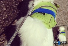 Tags: backpack, important, takes, wearing (Pict. in My r/AWW favs)