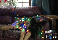 Tags: christmas, spirit, wasn (Pict. in My r/AWW favs)