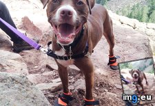 Tags: boots, dog, popular, trail, wore (Pict. in My r/AWW favs)