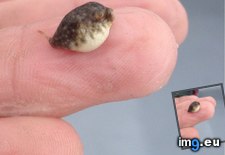 Tags: adorable, biologist, creature, friendly, marine, sea (Pict. in My r/AWW favs)