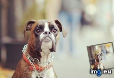 Tags: can, you (Pict. in My r/AWW favs)