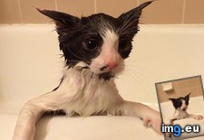 Tags: bath (Pict. in My r/AWW favs)
