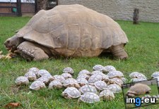 Tags: baby, herd, tortoises (Pict. in My r/AWW favs)