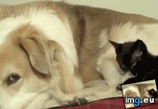 Tags: cat, clean, day, dog, gif, haired, long (GIF in My r/AWW favs)