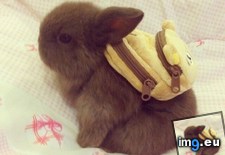 Tags: backpack, bunny (Pict. in My r/AWW favs)