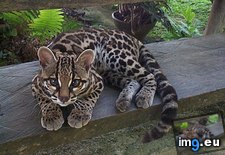 Tags: margay, paws (Pict. in My r/AWW favs)