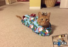 Tags: christmas, kids, lot, merry, puts (Pict. in My r/AWW favs)