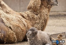 Tags: baby, camel, hey (Pict. in My r/AWW favs)