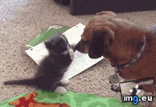 Tags: are, cute, friend, you (GIF in My r/AWW favs)