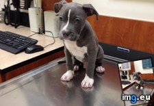 Tags: trip, vet (Pict. in My r/AWW favs)