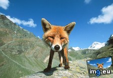 Tags: beautiful (Pict. in My r/AWW favs)