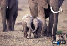 Tags: holding, trunks (Pict. in My r/AWW favs)
