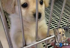 Tags: eyes, walk (Pict. in My r/AWW favs)