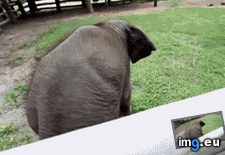 Tags: affection, baby, butt, elephant, pat, win (GIF in My r/AWW favs)