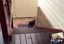 Tags: hup (GIF in My r/AWW favs)