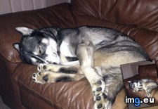 Tags: huskies, positions, sleeping, unusual (Pict. in My r/AWW favs)