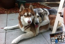 Tags: friends, good, huskies (Pict. in My r/AWW favs)