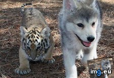 Tags: husky, tiger (Pict. in My r/AWW favs)