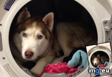 Tags: dryer, husky (Pict. in My r/AWW favs)