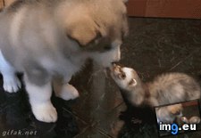 Tags: ferret, husky, pup, stealing (GIF in My r/AWW favs)