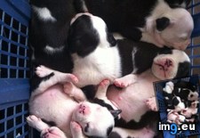 Tags: baby, basket, pitbulls, puppies (Pict. in My r/AWW favs)