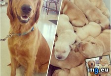 Tags: bonus, golden, mama, proud, puppies, saw, tub, vet, was, week (Pict. in My r/AWW favs)