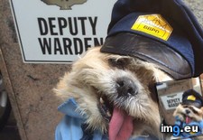 Tags: derputy (Pict. in My r/AWW favs)