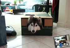 Tags: album, cats, finally, full, husky, popular, raised (Pict. in My r/AWW favs)
