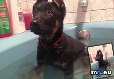Tags: bathe, can (Pict. in My r/AWW favs)