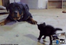 Tags: you (GIF in My r/AWW favs)