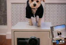 Tags: cake, cat, creative, day, dogs, for, get, likes, loves, needed, safes (Pict. in My r/AWW favs)
