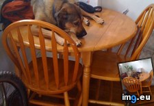 Tags: thought (Pict. in My r/AWW favs)