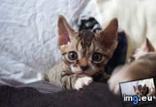 Tags: coming, fell, finally, for, fur, him, meet, old, was, wee, weeks (Pict. in My r/AWW favs)