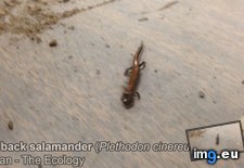 Tags: got, legs, mistakenly, red, salamander, samples, soil, stuck, tonight (GIF in My r/AWW favs)